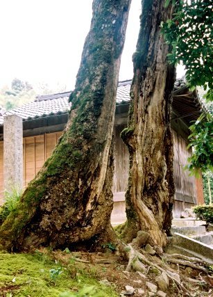 伊射奈技神社のウラジロガシ