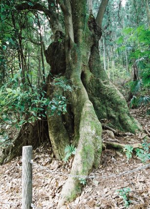 梅沢のイヌグス