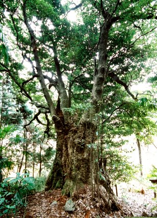 梅沢のイヌグス
