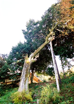 報本寺のオガタマノキ