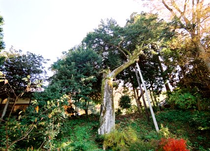 報本寺のオガタマノキ