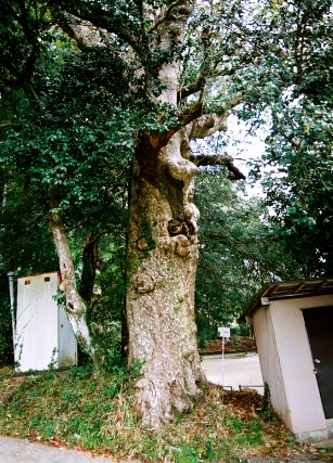 井出八幡神社のカゴノキ