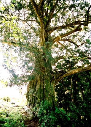 上相賀の大カヤ