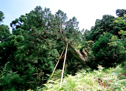 坪野のツナギガヤ