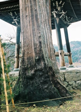 大国寺のコウヤマキ