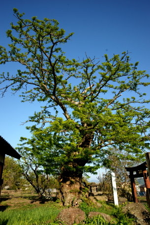 滋野稲荷神社のサイカチ