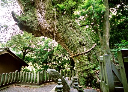 津島神社のスダジイ
