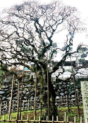 幸神神社のシダレアカシデ