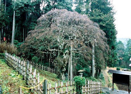 幸神神社のシダレアカシデ