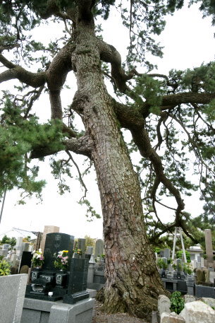 旭伝院の松