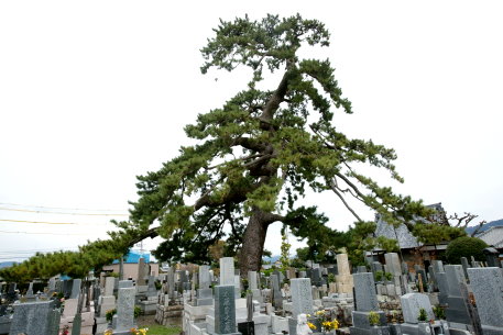 旭伝院の松