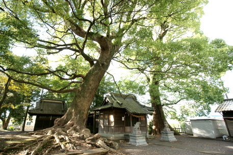 広野神社のクスノキ　No1