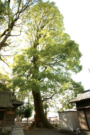 広野神社のクスノキ　No2