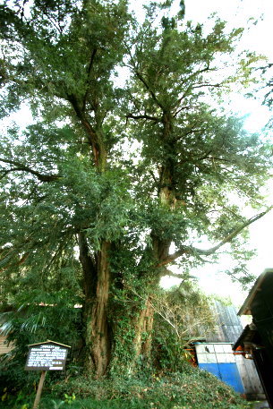 二軒家の大榧