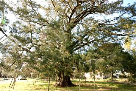 北浜の大カヤノキ