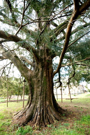北浜の大カヤノキ