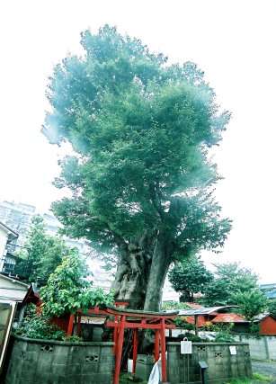 矢島稲荷の大ケヤキ