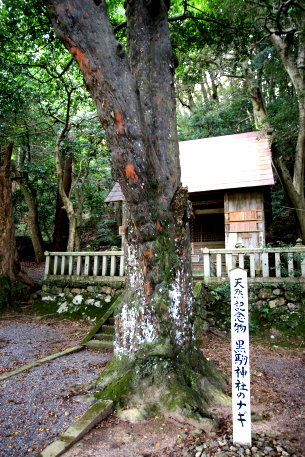黒駒神社のナギ