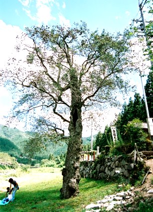方須の梨の木