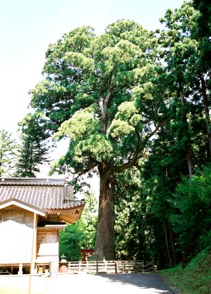 蓮花寺の大杉