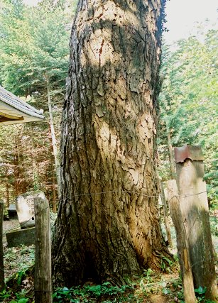 高野八幡神社のハリギリ