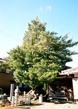 掉月庵の夫婦マキ