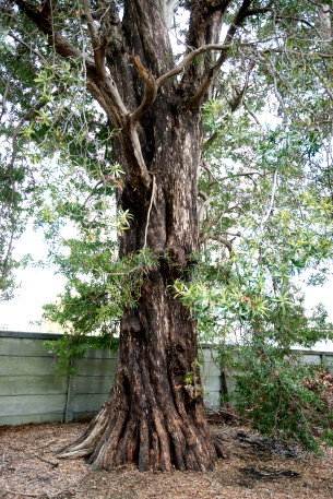 治五平屋敷の大槙