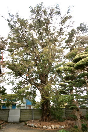 治五平屋敷の大槙