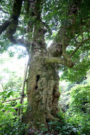 北野家のモチノキ