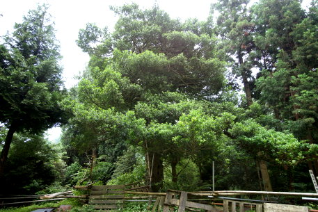 北野家のモチノキ