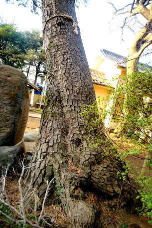 尾崎熊野神社のクロマツ