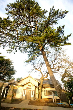 尾崎熊野神社のクロマツ