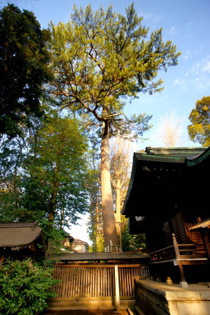 和泉熊野神社のクロマツ