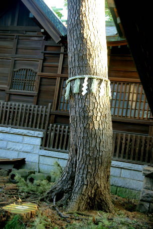 和泉熊野神社のクロマツ