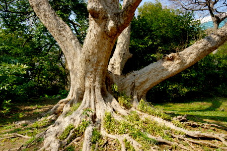 浜離宮のトウカエデ　No1