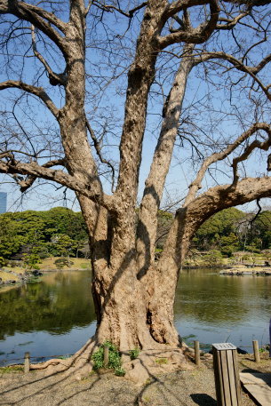 浜離宮のトウカエデ　No2