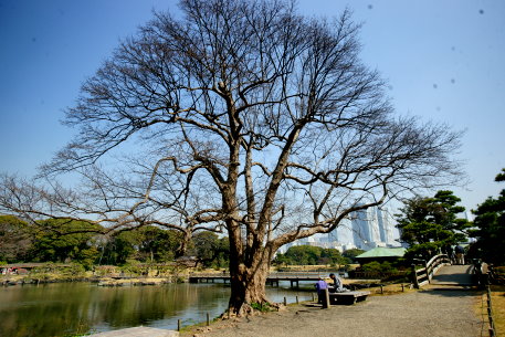 浜離宮のトウカエデ　No2