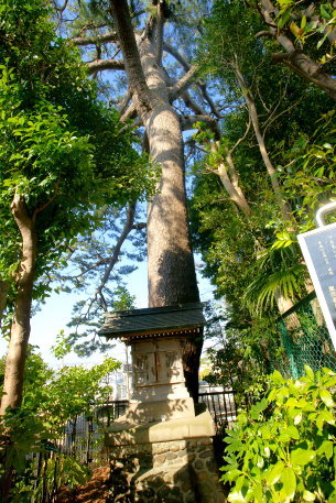 秋葉のクロマツ