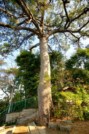 秋葉のクロマツ