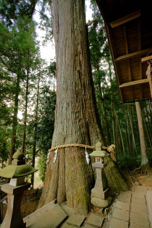 五柱神社の杉