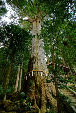 五柱神社の杉