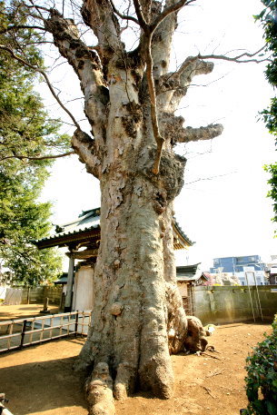 梅岩寺のケヤキ