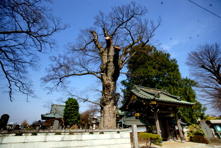 梅岩寺のケヤキ