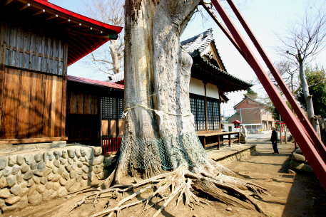 稲荷神社の大ケヤキ