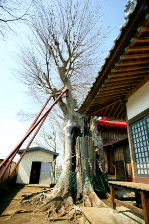 稲荷神社の大ケヤキ
