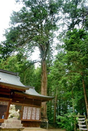 住吉神社の大ヒノキ