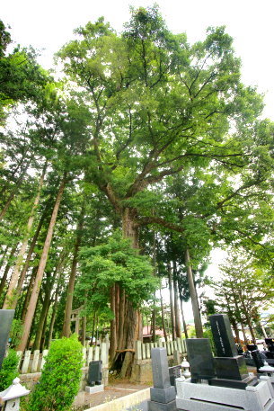 波多神社の小楢