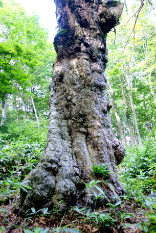 深山遊園のミズナラ