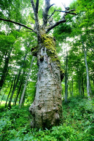深山遊園のミズナラ