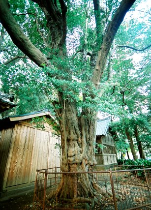 八幡神社のイスノキ